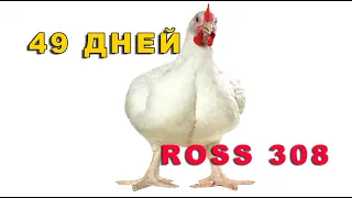 БРОЙЛЕР ROSS 308   ВЗВЕШИВАНИЕ В 49 ДНЕЙ. ВЕС РАДУЕТ!