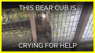 Bear Cub Crying and Pacing at Pymatuning Deer Park