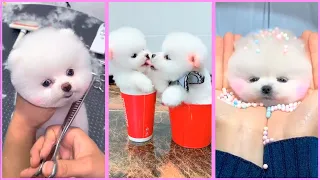 Funny and Cute Pomeranian Videos, Videos de TikTok Part 185