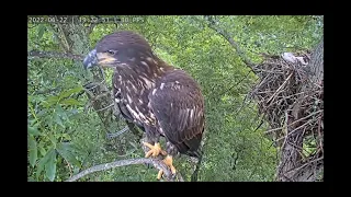 Orion forces a blue heron off the old snag tree. Dulles Greenway Eagle Cam