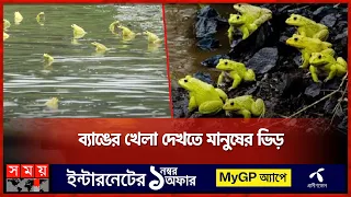 পানি পেয়ে বদলে গেল ব্যাঙের জীবন | Manikganj News | Frogs | Somoy TV