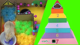 Rainbow Pyramid Maze-----8-layer Hamster Maze