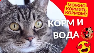 Кормление кошек / 5 вопросов о корме