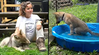 Maya watches the wolf puppy take a bath at the Wolf Conservation Center