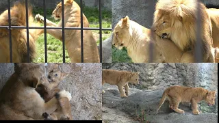 【スペシャル動画】ライオン美男美女ペアのオリト君とイオちゃん♡旭山動物園