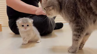 The kitten who never stops going on adventures despite her mother's worries is so cute.