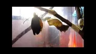 Naturetalksback - Golden Birdwing Butterfly eclosure (Life Cycles 1.0)