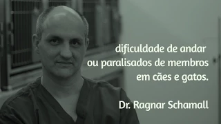 Cães que têm dificuldade de andar ou que estão paralisados - Dr. Ragnar Schamall