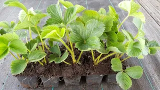 Strawberries from seeds - which one to choose, how to collect them yourself