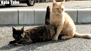 Cat in heat looking for love