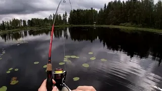 Ahvenen kalastusta Lammelta | Äkäisiä haukia ahven vieheisiin.