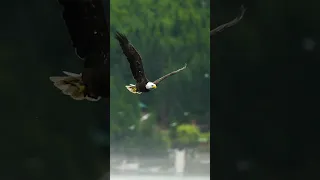 A Eagle Flying