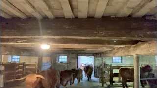 Herd of Highland Cattle Marches Into the Stable