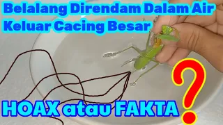 Belalang Sembah Direndam Air Keluar Cacing?