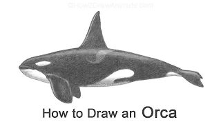 How to Draw an Orca (Killer Whale)