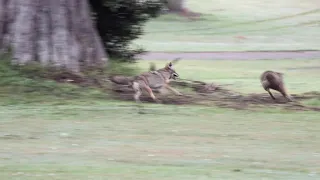 Playtime and Fun for a Mated Coyote Pair