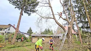 Štiridnevno podiranje dreves v Dogošah - Sodelovanje z Majerjem in Strmškom