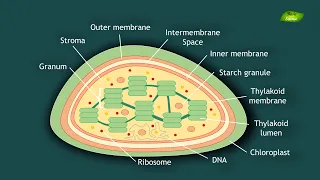 Chloroplast Structure and Function | Notes | Cell Biology | Basic Science Series