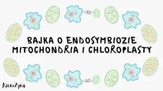 Teoria endosymbiozy. Mitochondria i chloroplasty.