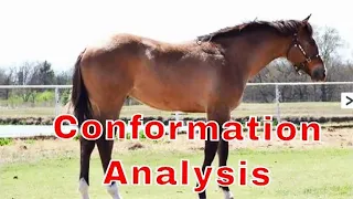 Performance Horse Conformation Analysis