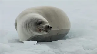 Weddell & Crabeater Seals in Antarctica!