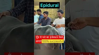 Amputation of tail l Epidural l dr umar khan