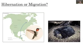 Hibernate or Migrate? Bats of Massachusetts and their Winter Behavior