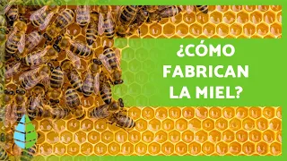 ¿Cómo hacen la MIEL las ABEJAS? 🍯🐝 (Producción + Extracción de los Panales)