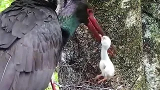 2022-05-28 18:19 - Black Stork Nest 2: Mother removes smallest chick