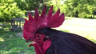 Rooster singing Robin hood "OO-DE-LALLY" whistle stop by Roger Miller
