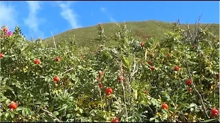 Едем за шиповником.  А вокруг такая красота.. Сахалин .