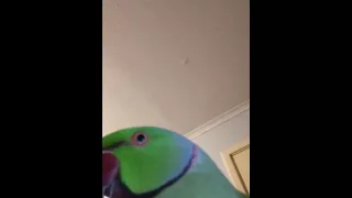 Cruiser the Indian ringneck parrot