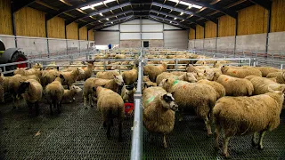 Buildings Focus: AgriLand's Michael Geary speaks to Sam Thompson about his new slatted sheep unit