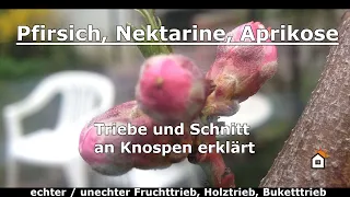 Pfirsich, Nektarine, Aprikose - Triebe und Schnitt an Knospen erklärt