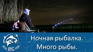 Ночная рыбалка на фидер.  Река Маныч.  Real Big Fish.