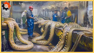 How A Farmer Makes 2 Million Dollars From Python Skin - Snake Farm | Food Industry Machines