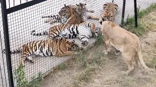 Львица решила, что сильнее стаи тигров! Тайган. Крым Lioness vs. Tigers! Taigan, Crimea