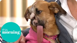 The Miracle Dog That Survived Being Shot | This Morning