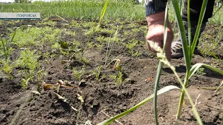 Травневі заморозки: покровчани підраховують втрати на городах та у садках