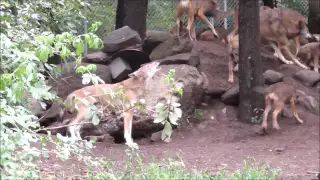 Red Wolf Family Howl