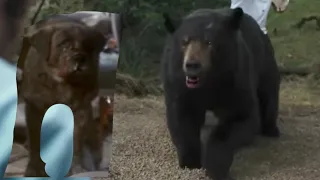 Cocaine Bear Vs Cujo