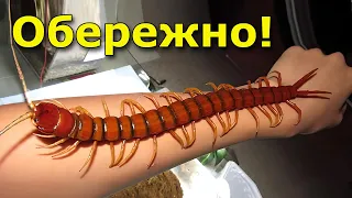 Українська сколопендра. Чим небезпечний її укус?