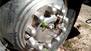 Spider Eats Praying Mantis