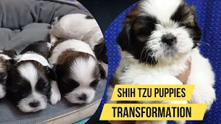 Shih Tzu puppies transformation - Day 1 to Day 45 | Happy Dog Tales