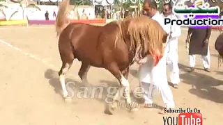 Horse Dance Competition at Kanjwani Mela-Pakistan