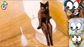 ВОЛШЕБНЫЕ ПУКАНЫ котов. СМЕШНЫЕ КОТЫ В ТИКТОК! НЕ ЗАСМЕЙСЯ ЧЕЛЛЕНДЖ Funny Cats TikTok Валеришка Макс