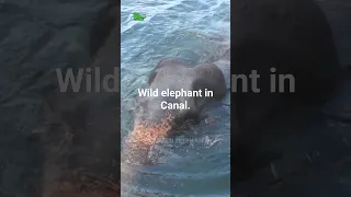 wild elephant 🐘 struggling in long canal waters.  #elephantlove  #compassionforanimals