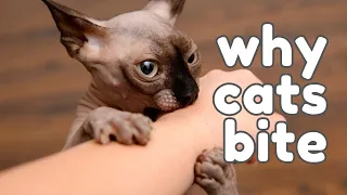 This is why cats bite their owners