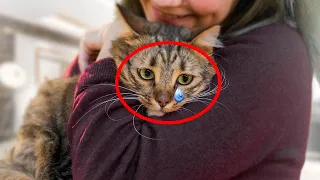 11 Things A Cat Will NEVER FORGIVE You For (ESPECIALLY NUMBER 9)