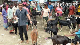 প্রচন্ড গরমে কয়রা হাট থেকে খাসী ছাগল নিয়ে আসলাম